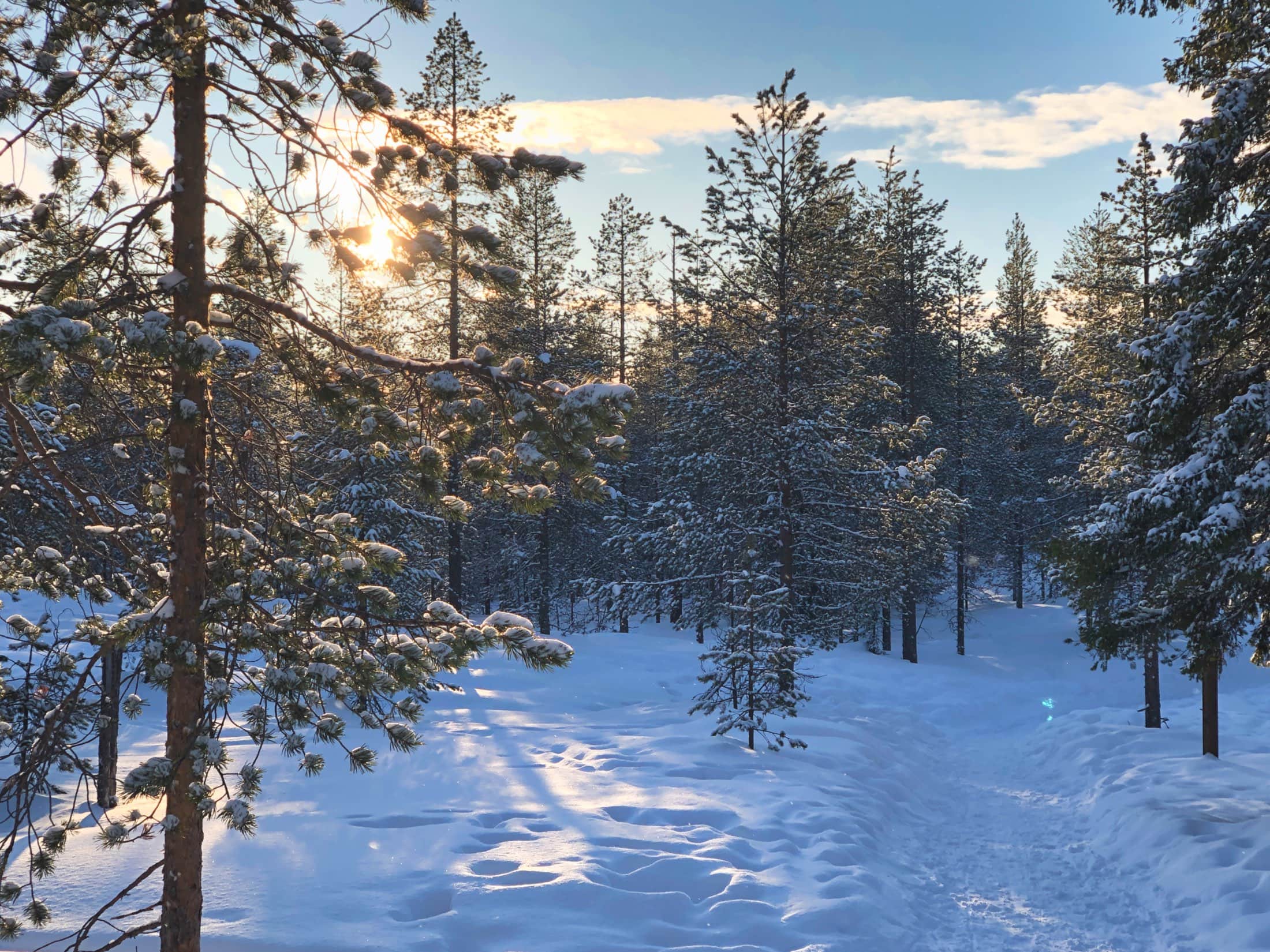 Tannen in Schneelandschaft in Finnland