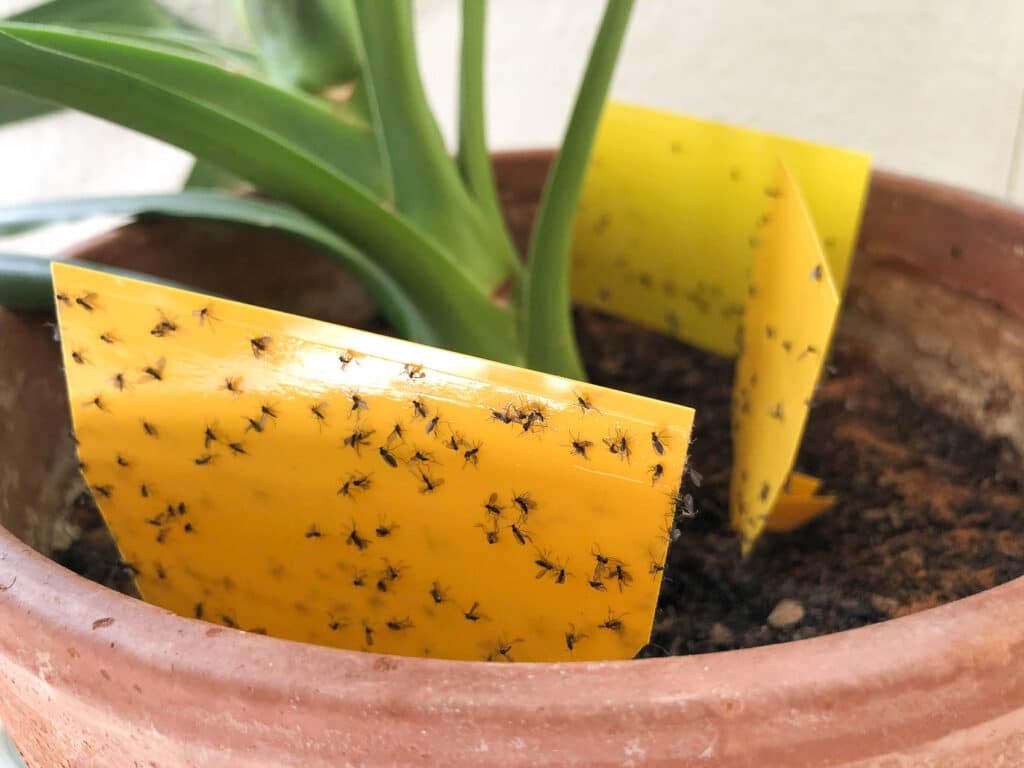 Nahaufnahme Gelbsticker mit Trauermücken. Aus dem Artikel: Zimmerpflanzen umbringen leicht gemacht – ein Erfahrungsbericht