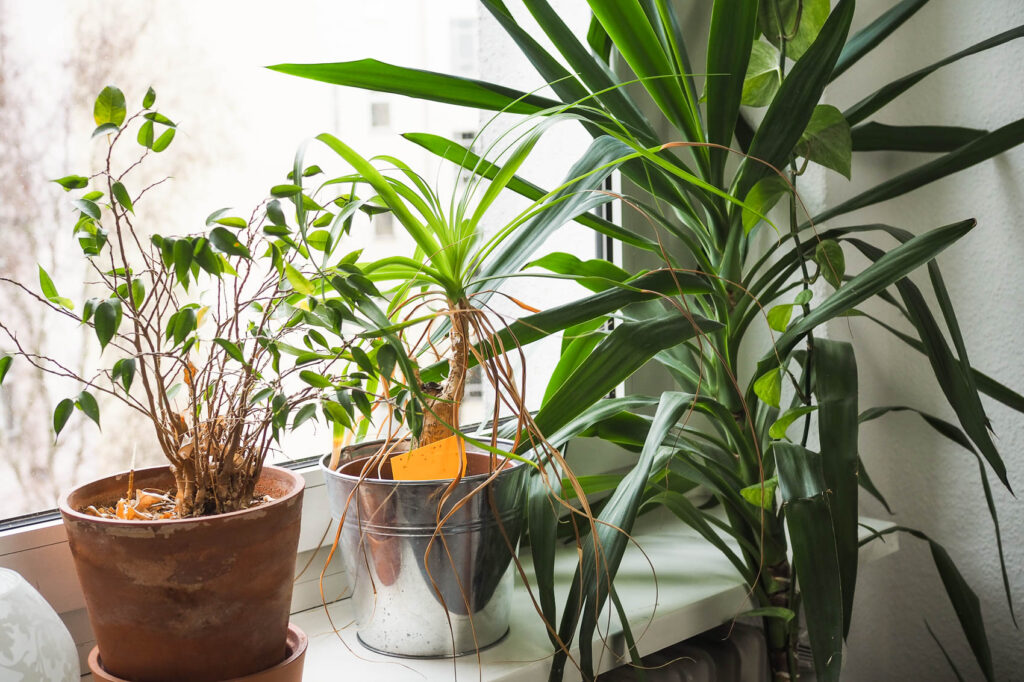 Ficus, Elefantenfuß, Yucca Palme auf Fensterbank. Aus dem Artikel: Zimmerpflanzen umbringen leicht gemacht – ein Erfahrungsbericht