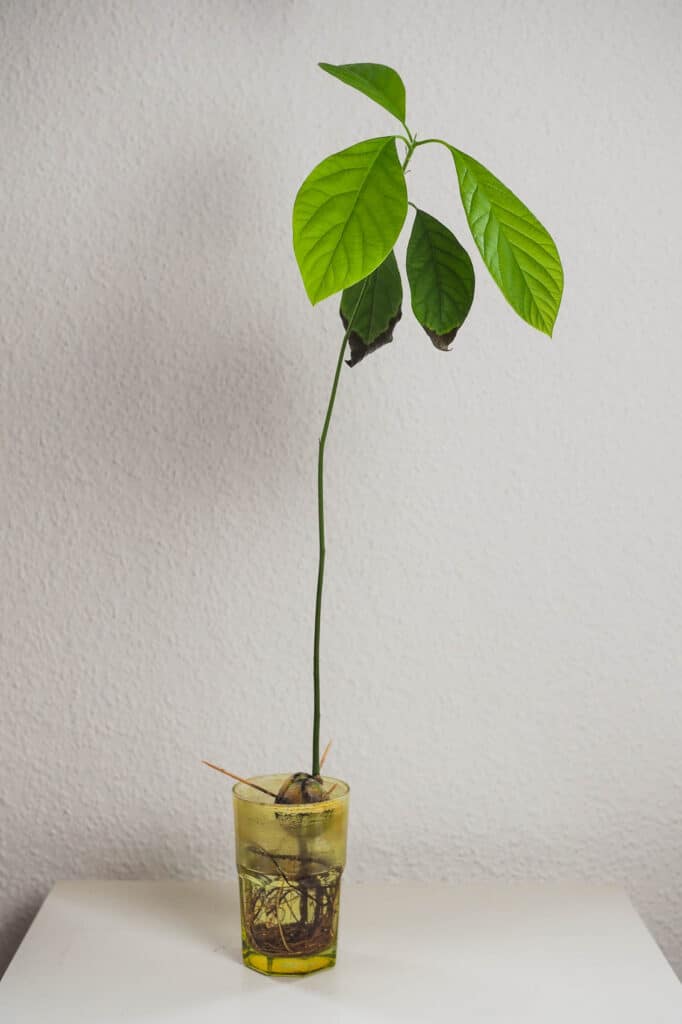 Avocado Steckling im Glas. Aus dem Artikel: Zimmerpflanzen umbringen leicht gemacht – ein Erfahrungsbericht