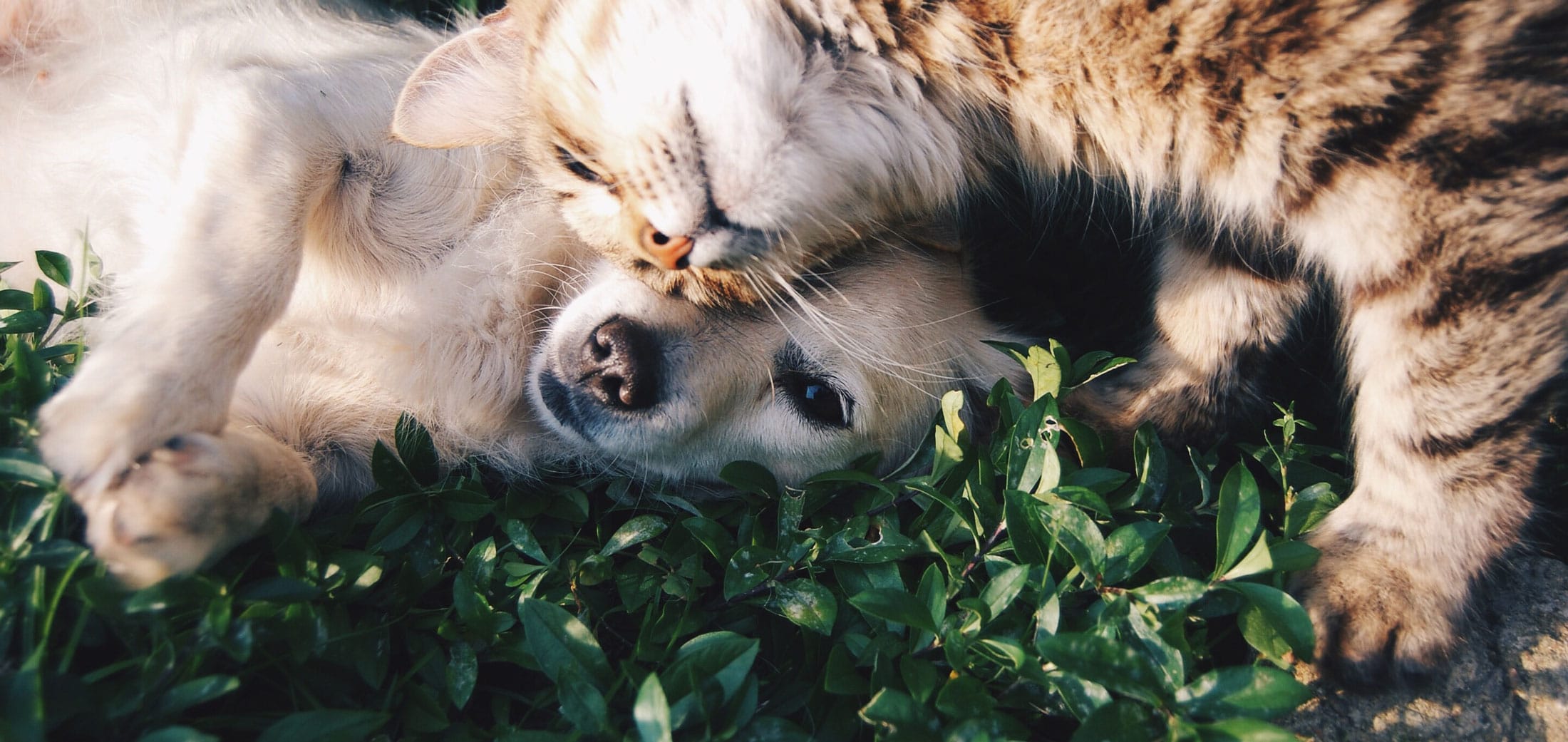 Hund und Katze kuscheln. Aus dem Artikel: 1 Jahr Corona – wie die Pandemie meine Freundschaften verändert hat