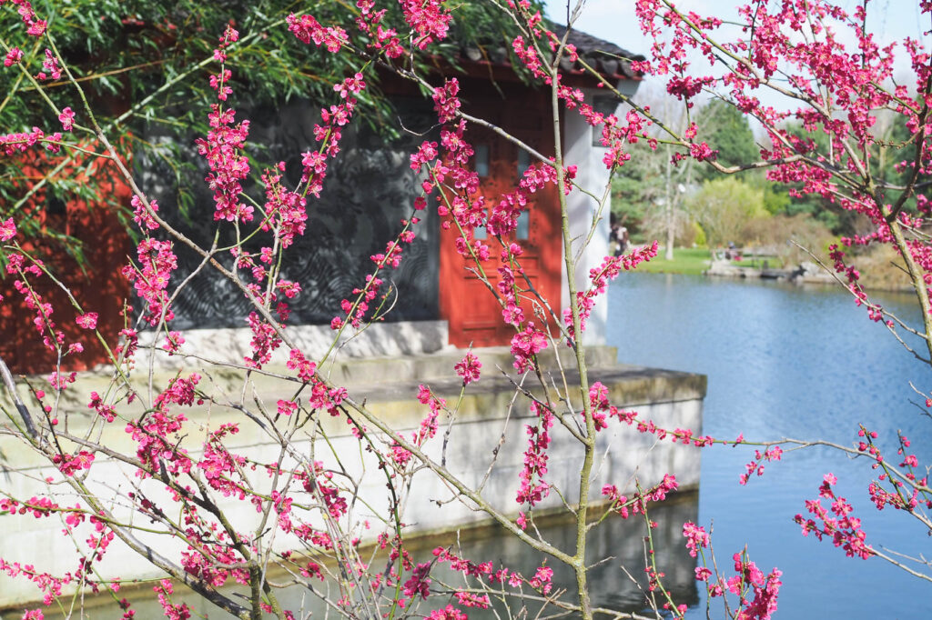 Blick durck rosa Blüten auf chinesisches Gebäude in den Gärten der Welt. Aus dem Artikel Glück im Alltag – Top 5 Dinge, die uns glücklich machen.