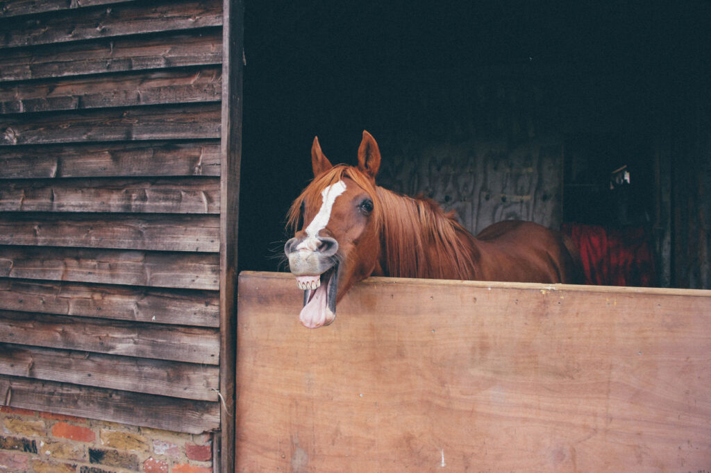 Pferd lacht. Aus dem Artikel Glück im Alltag – Top 5 Dinge, die uns glücklich machen